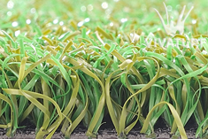 �߶����������,�߶����˹���ƺ,�߶��������ƺ