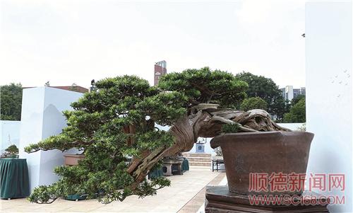 ��Ҿ����������2021�й��辰����˳�µ������辰��չ�����տ�Ļ