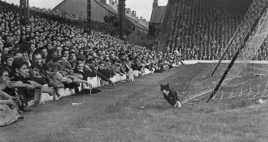 Ӣ������