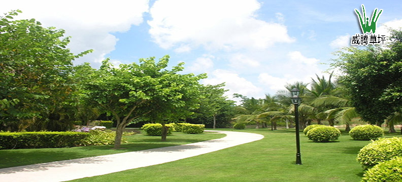 �����ƺ�����̻�