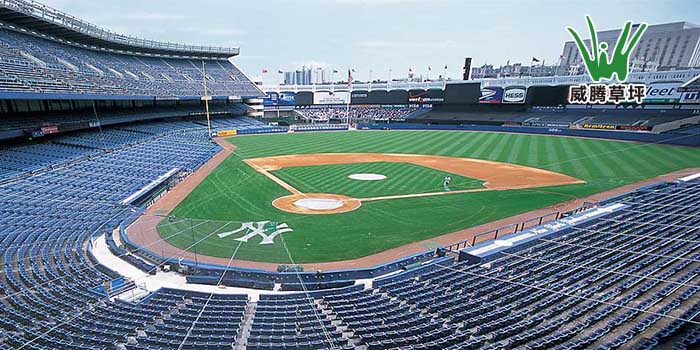 �����ƺ����