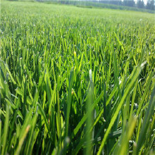 �����ƺ�ŵ�,�����ƺ���ֵ�,�����ƺ����